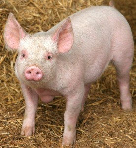Pigs: cuter when not in a test tube