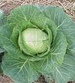 There is more to life than cabbage