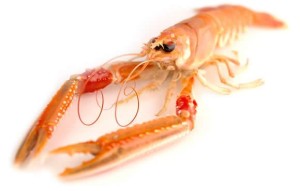 Langoustine are an important catch for Scotland's fishing industry