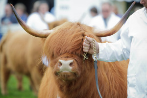 Fringes will be in fashion at this year's Royal Highland Show