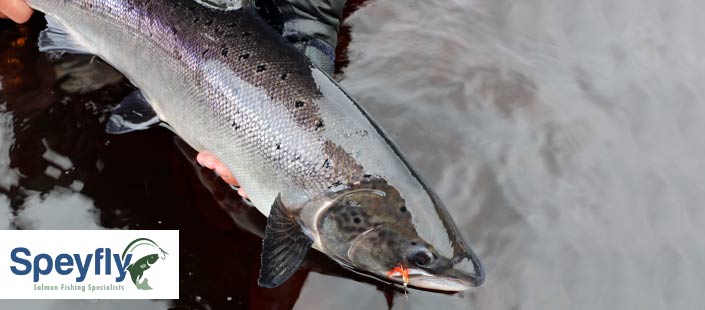 Get hooked on salmon fishing with Speyfly.