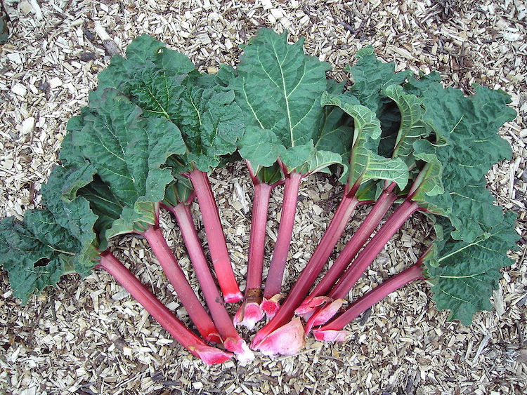 Rhubarb will soon be in the shops. "Rheum rhabarbarum.2006-04-27.uellue" by Dieter Weber (User:Uellue) - own work, photo taken in a private garden in Kiel. Licensed under CC BY-SA 3.0 via Wikimedia Commons - http://commons.wikimedia.org/wiki/File:Rheum_rhabarbarum.2006-04-27.uellue.jpg#mediaviewer/File:Rheum_rhabarbarum.2006-04-27.uellue.jpg