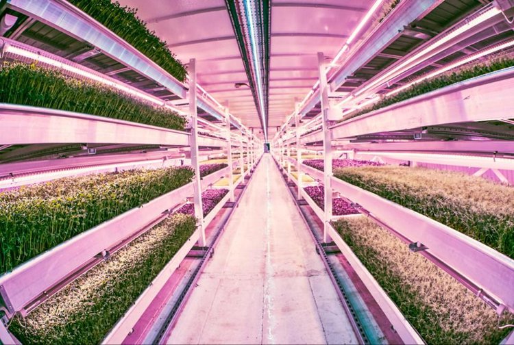 Growing Underground: taking the Tube for farm to fork freshness.