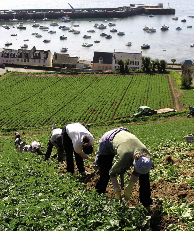 Harvesting Jersey Royals by hand.