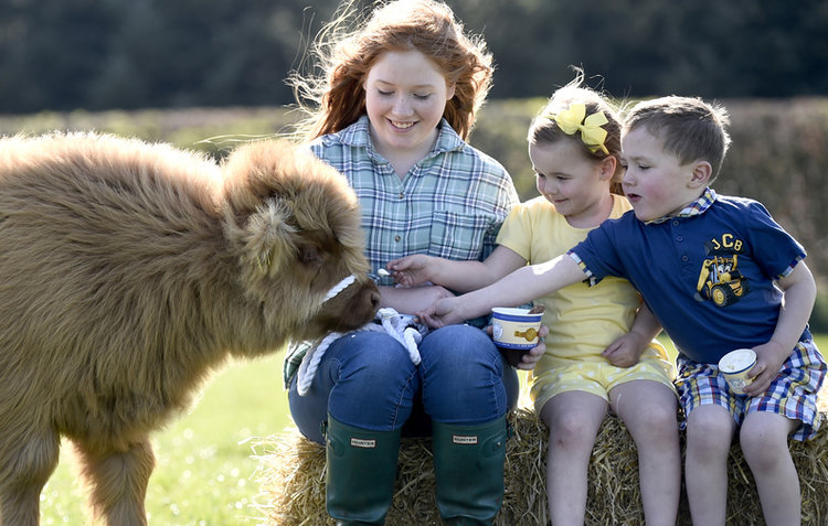 Junior handler Laura Hunter, 16, and cousins Hannah Devine and Alan Marshall, both aged 4, share their ice-cream with Molly, the prize-winning Highland cow calf Dalmore, at Barnhill Farm, Shotts, © Jane Barlow