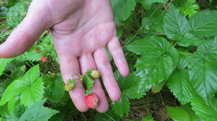 Wild strawberries from the grounds at Houstoun House.