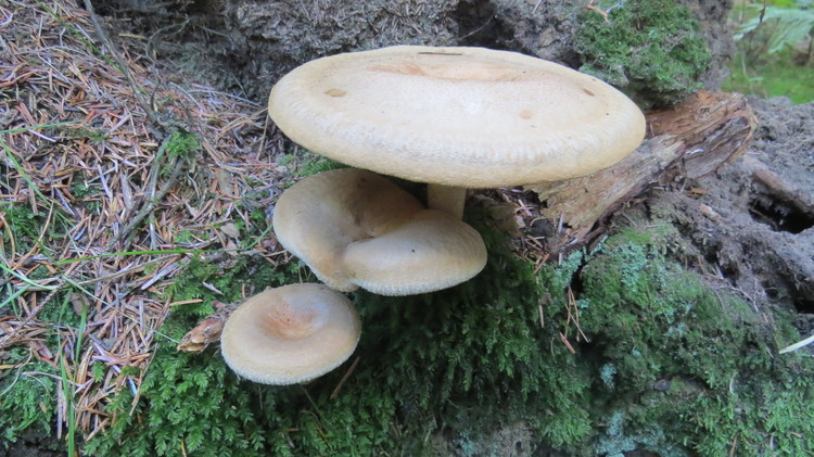 Fungi like rotting wood.