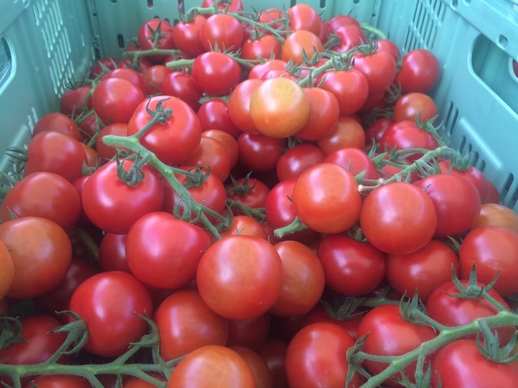 Scottish tomatoes